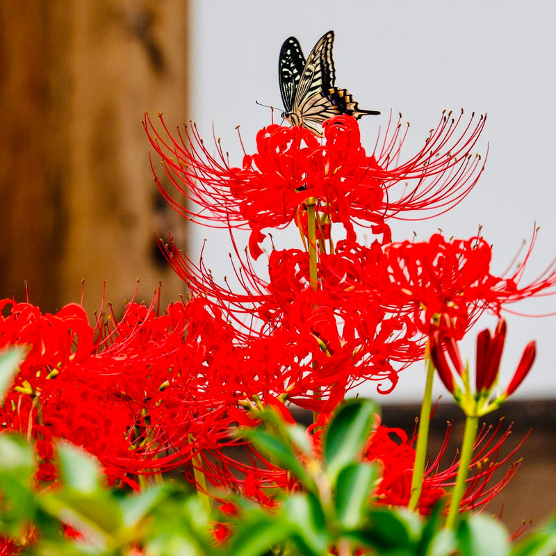Spider Lily Bulbs