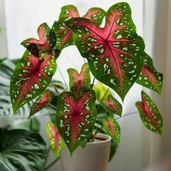 Caladium Bulbs