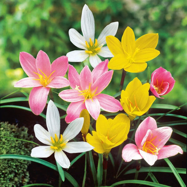Mixed Rain Lily Bulbs