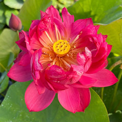Rare & Exotic Varieties Lotus Tubers