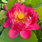Lotus Tubers