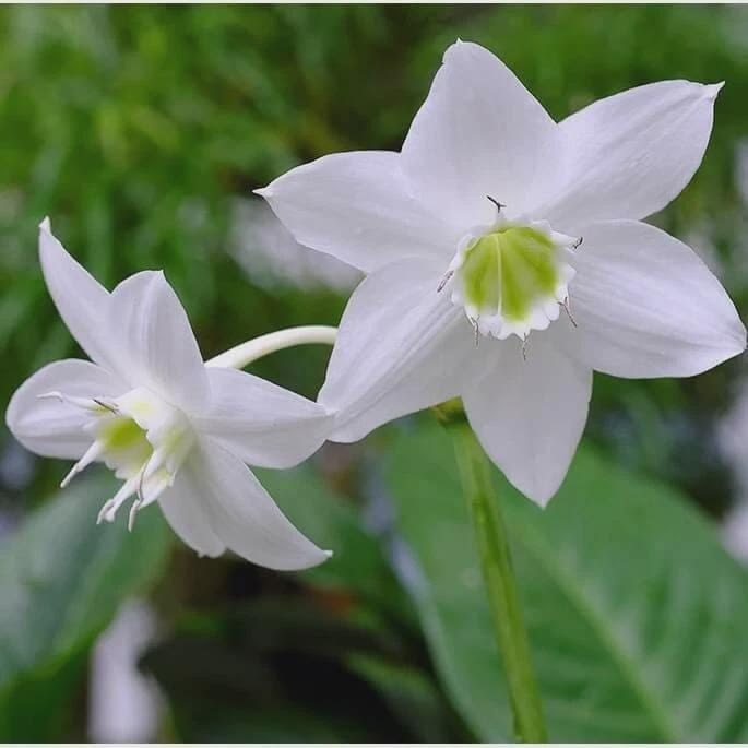 Eucharis Lily Bulbs
