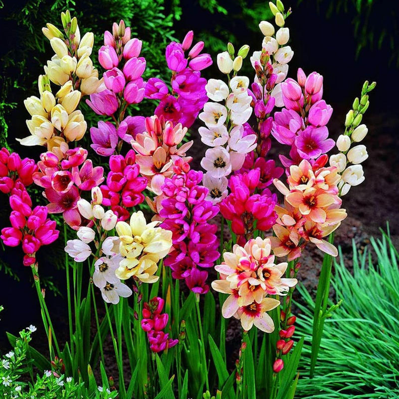 Ixia Flower Bulb - Mix Colour