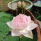 Lotus Tubers
