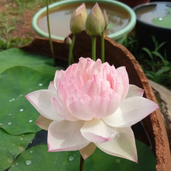 Micro Lotus Varieties
