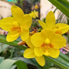 Phalaenopsis Orchid Live Plant (Pot Not Included)