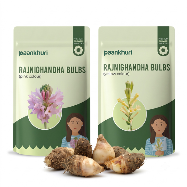 Rare Colour Rajnigandha Bulbs