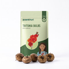 Tritonia Bulbs