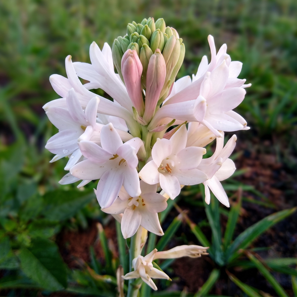 Rare Colour Rajnigandha Bulbs