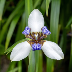 Walking Iris Live Plant