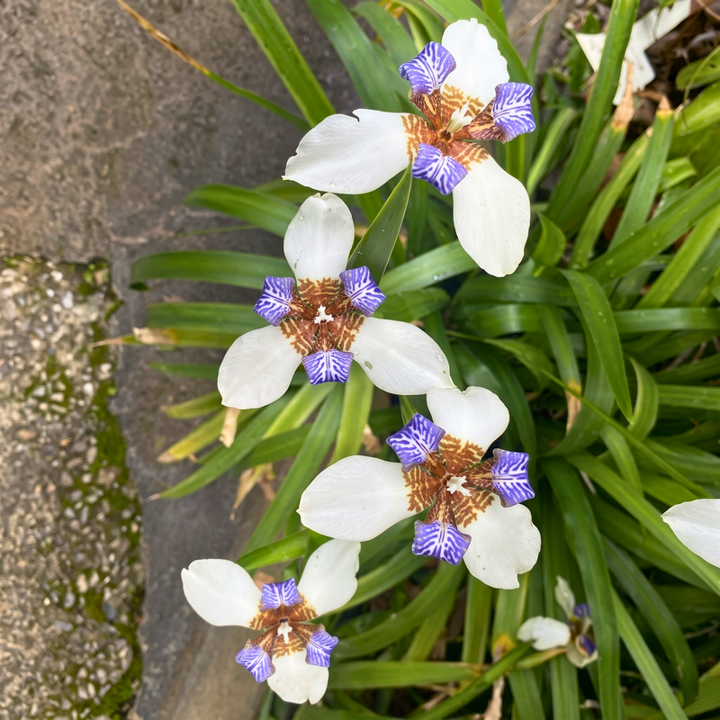 Walking Iris Live Plant