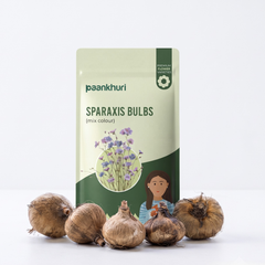 Sparaxis Bulbs