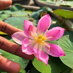 Micro Varieties Lotus Tubers