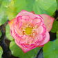 Rare & Exotic Varieties Lotus Tubers