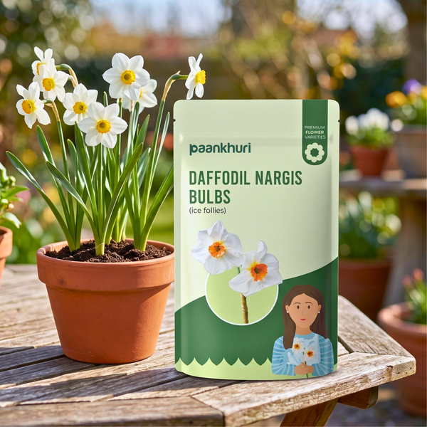 Indian Daffodil Nargis Bulbs