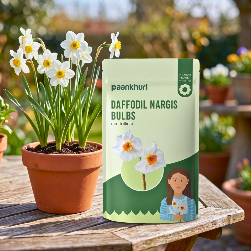 Indian Daffodil Nargis Bulbs