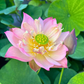 Rare & Exotic Varieties Lotus Tubers