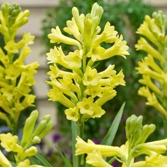 Rare Colour Rajnigandha Bulbs