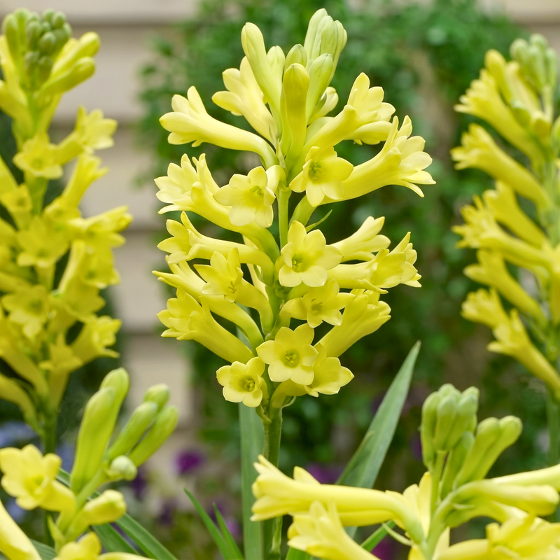 Rare Colour Rajnigandha Bulbs