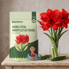 A stand-up pouch of Paankhuri Double Petal Amaryllis Lily Bulbs (red) sits on a wooden table next to a glass vase filled with bright red amaryllis flowers.