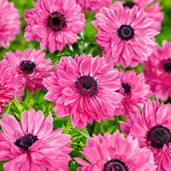 Close-up of bright pink anemone flowers with dark centers and green foliage filling the frame.