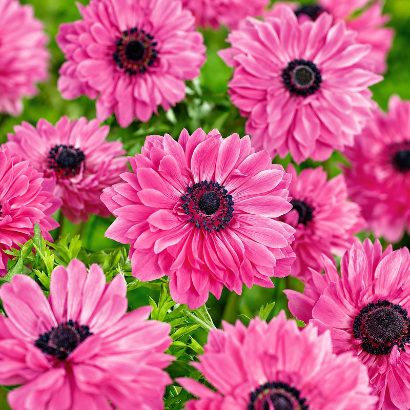 Close-up of bright pink anemone flowers with dark centers and green foliage filling the frame.