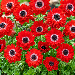 A dense cluster of bright red anemone flowers with dark centers and white rings, surrounded by green foliage.