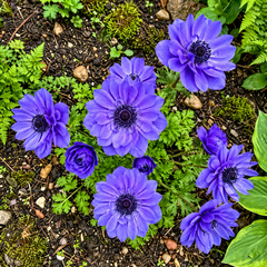 A cluster of vibrant blue-purple anemone flowers with dark centers and green foliage growing in a natural garden bed with soil, moss, and small stones.