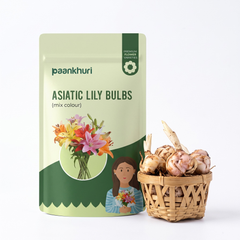 A stand-up pouch of Paankhuri Asiatic Lily Bulbs (mixed color) displayed next to a small woven basket filled with actual lily bulbs on a clean white background.