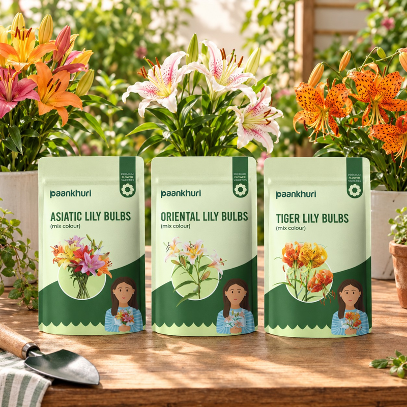 Three stand-up pouches of Paankhuri Lily Bulbs arranged on a wooden table, with potted lilies and garden plants in the background. The pouches are labeled Asiatic Lily Bulbs, Oriental Lily Bulbs, and Tiger Lily Bulbs.