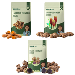 Medicinal Plant Bulbs Combo