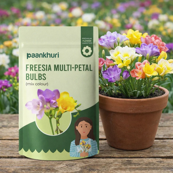 Freesia Multi-Petal Bulbs