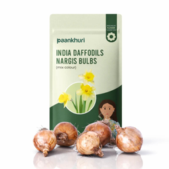 Indian Daffodil Nargis Bulbs