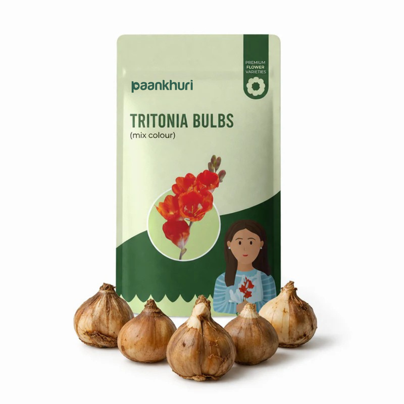 Tritonia Bulbs