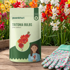 Tritonia Bulbs