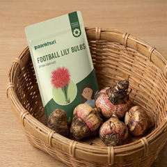 Football Lily Bulbs