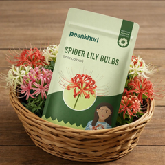 Spider Lily Bulbs