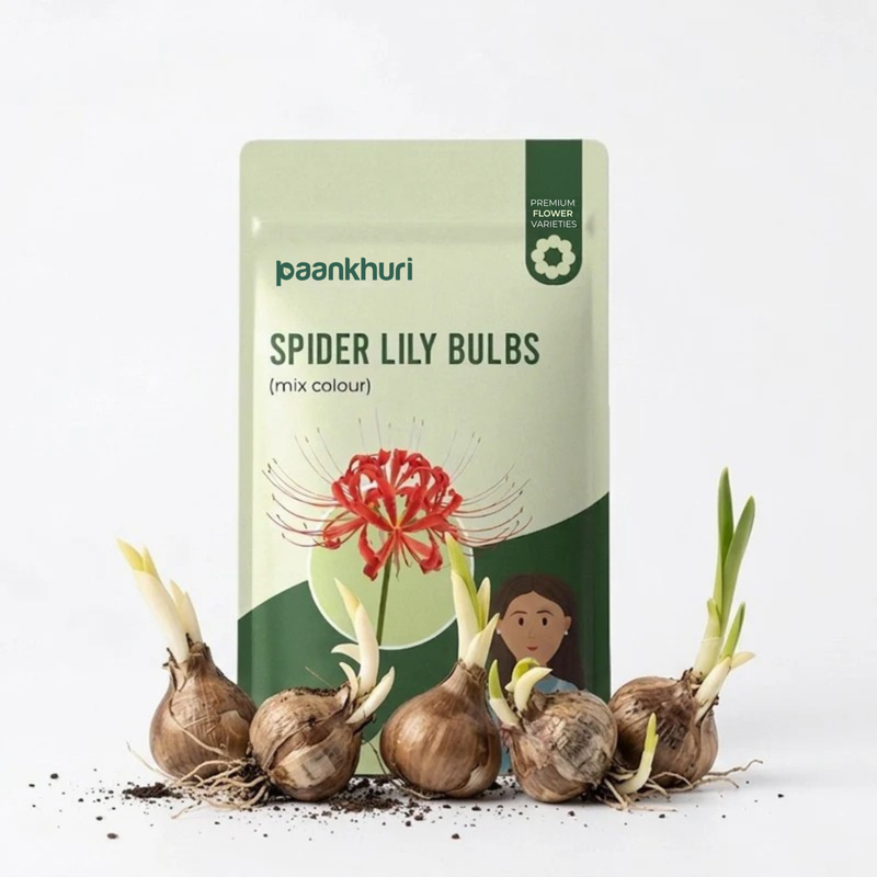 Spider Lily Bulbs