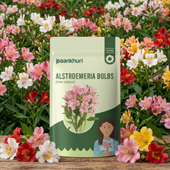 Alstroemeria Flower Bulbs