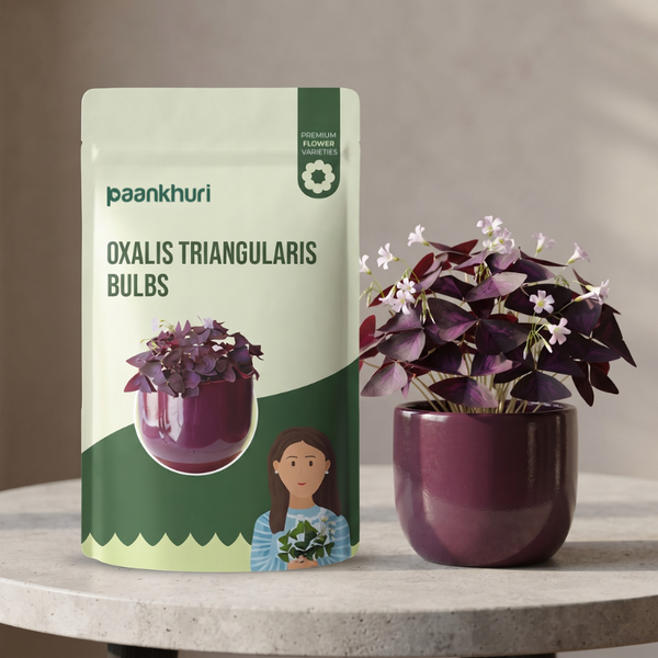 Oxalis Triangularis Bulbs