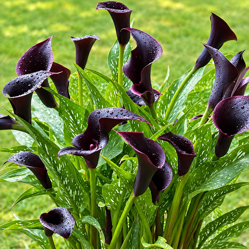 A cluster of dark purple calla lilies with green spotted leaves, photographed outdoors against a blurred green lawn.