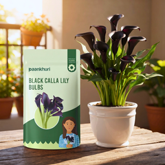 A stand-up pouch of Paankhuri Black Calla Lily Bulbs stands next to a potted black calla lily plant on a wooden table in a sunlit indoor setting.