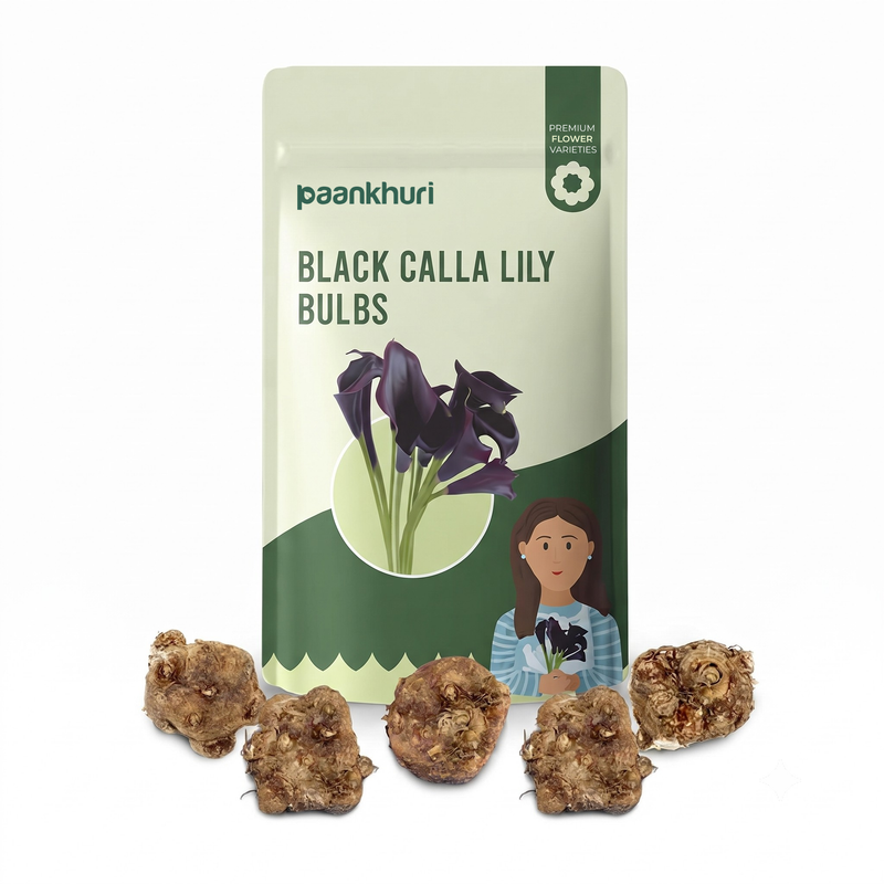 A package of Paankhuri Black Calla Lily Bulbs shown upright on a white background, with several brown calla lily bulbs placed in front of the bag.