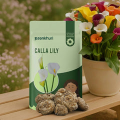 Calla Lily Flowers Bulbs - Mix Colour