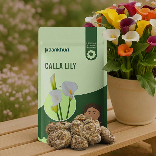 Calla Lily Flowers Bulbs - Mix Colour