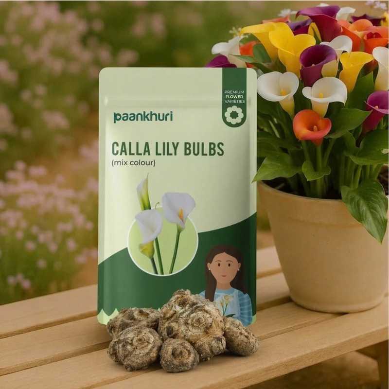 A package of Paankhuri Calla Lily Bulbs (mix colour) displayed on a wooden bench with several bulbs in front and a potted flower arrangement of callas in the background.