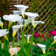 Calla Lily Flowers Bulbs - Mix Colour