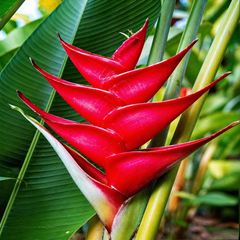 Heliconia Bulb