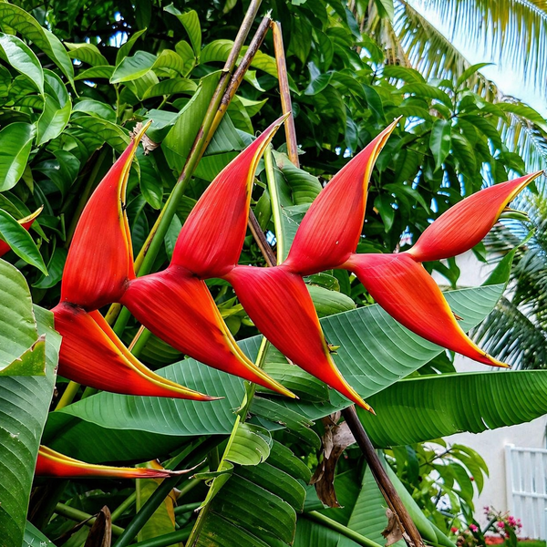 Heliconia Bulb