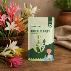 Ginger Lily Bulbs